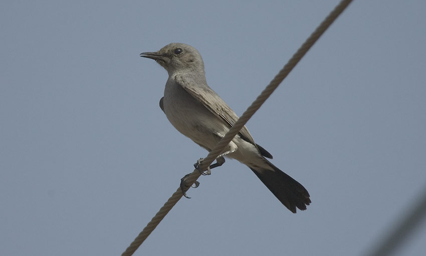 Mptasku-_5505.jpg