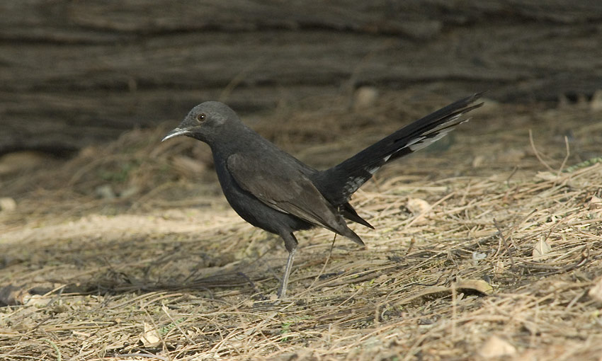 Muru-1246.jpg