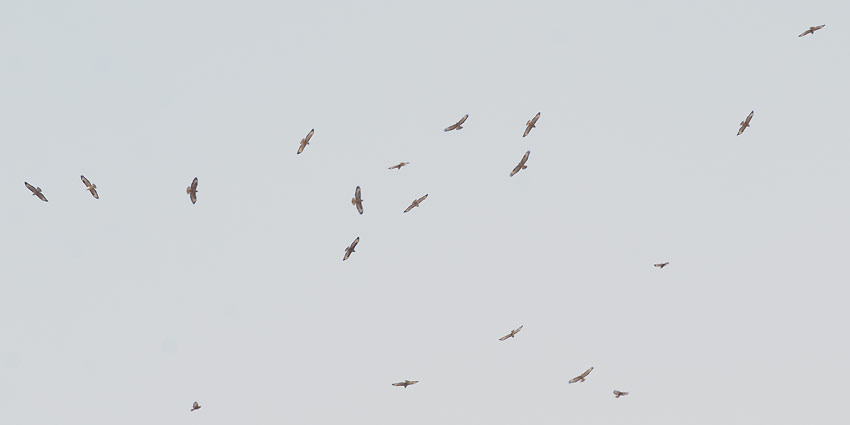 Muutto-0139.jpg