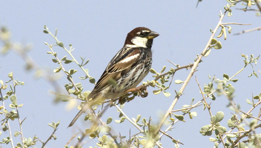 Pajuvarpunen-5484.jpg