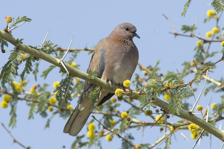 Palmu-4904.jpg