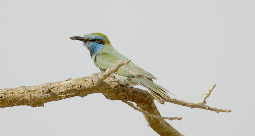 Pikkumehku-_5706.jpg
