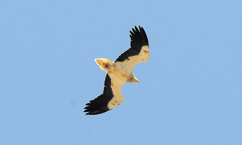 PikkuK-8723.jpg