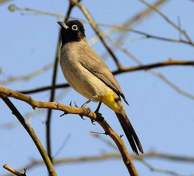 Bulbul-6139.jpg