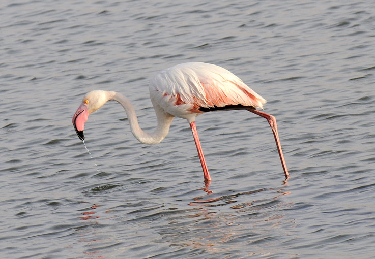 Flamingo-7291.jpg