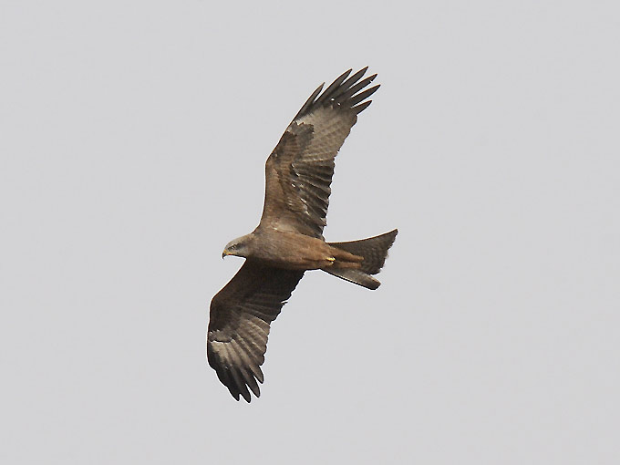 Haara-8805.jpg