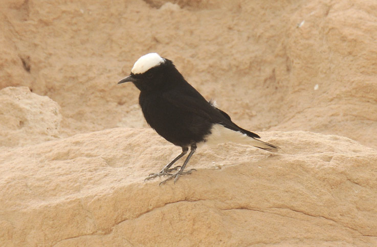 Kalottitasku-7680.jpg