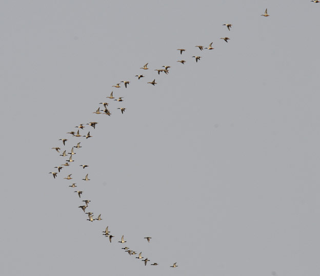 LapasorsatA-8820.jpg
