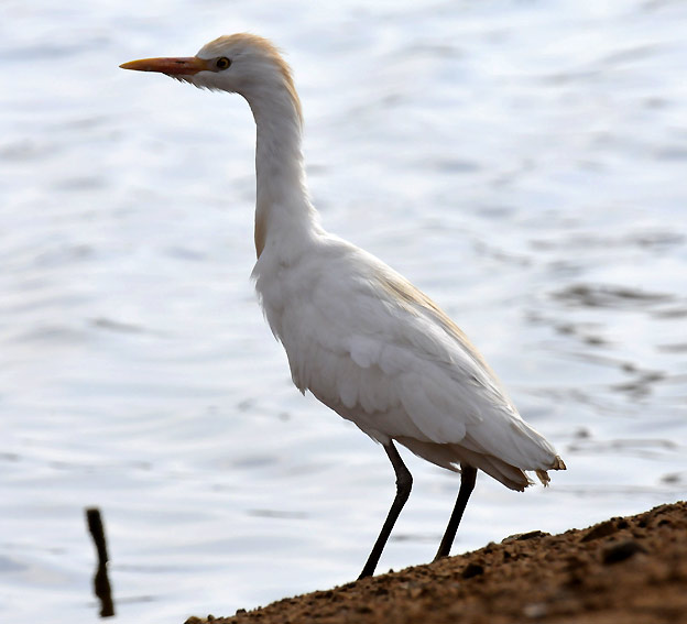 Lehma-9656.jpg