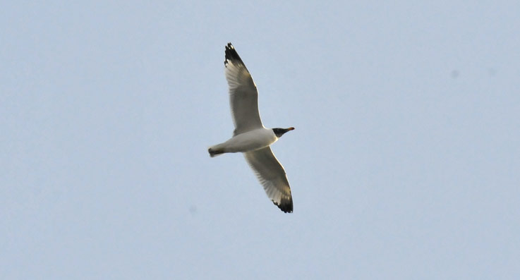Musapaaokki-9927.jpg