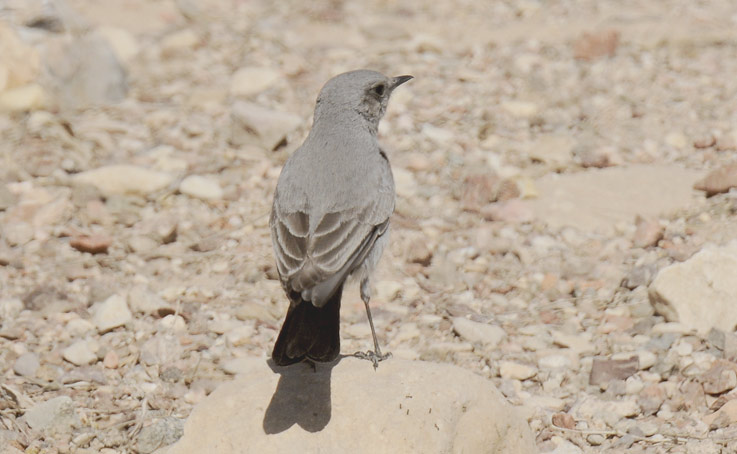Mupyta-183-7013.jpg
