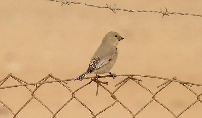 Peltotulkku-7755.jpg