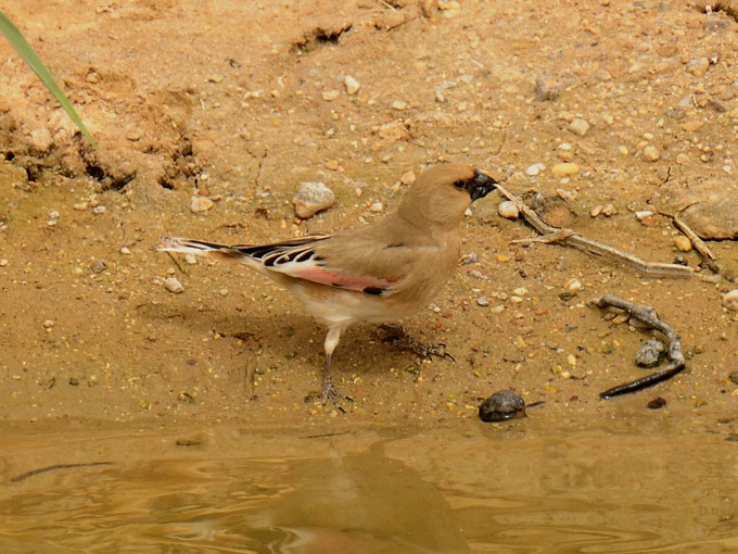 Peltotulkku-7763.jpg