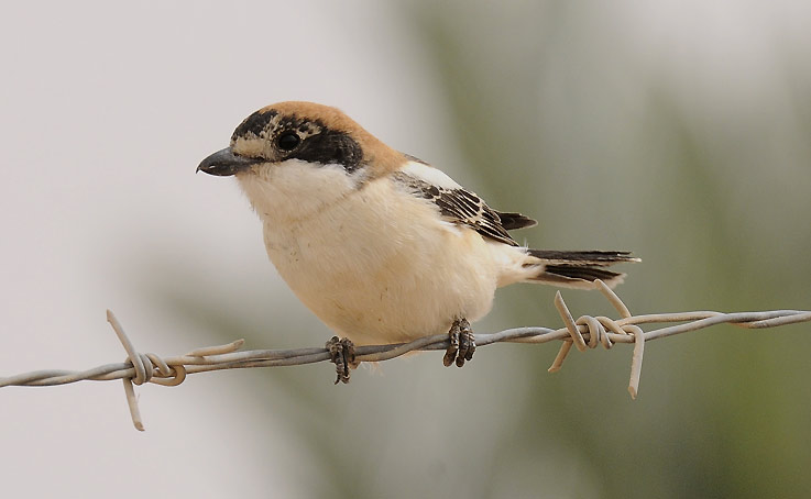 Punapaa-8042.jpg