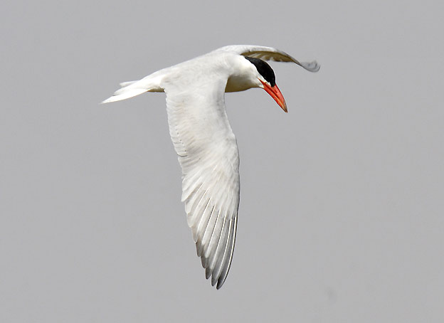 Rayska-9530.jpg