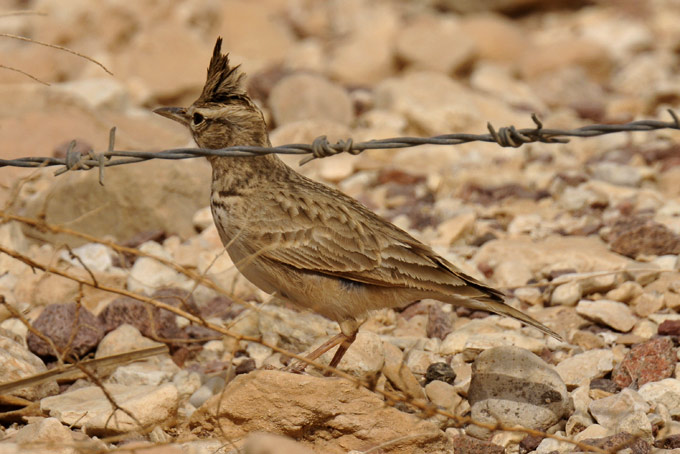Toki-9352.jpg