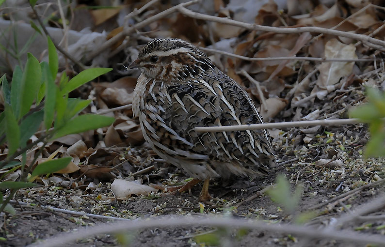 Viirin-9959.jpg