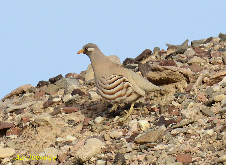 Aavikkopyy-0360.jpg