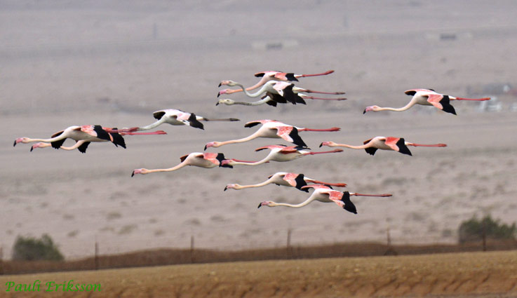 Flamingot-6273.jpg