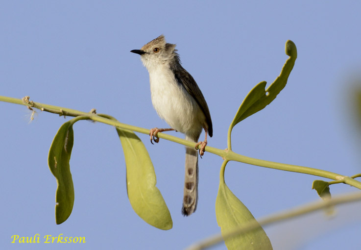 Priinia-8246.jpg
