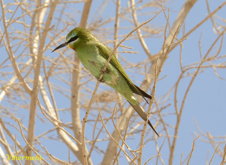 Vihermehi-0696.jpg