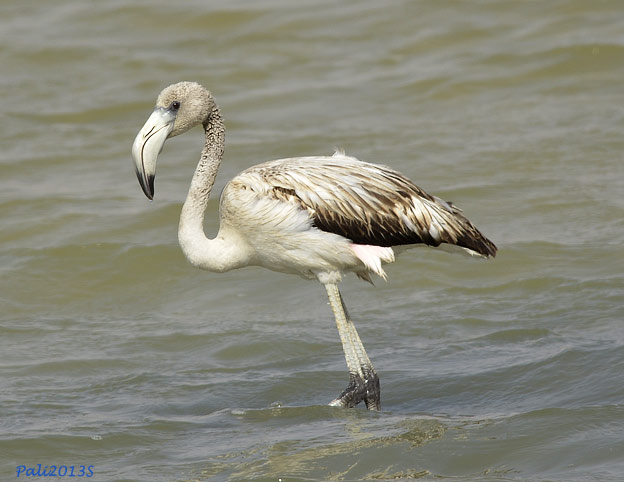 Flamingo-4255.jpg