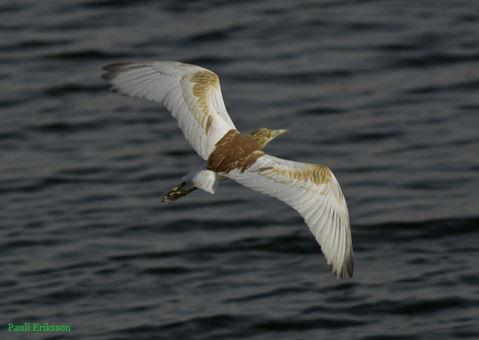Raakka-41113-5035.jpg