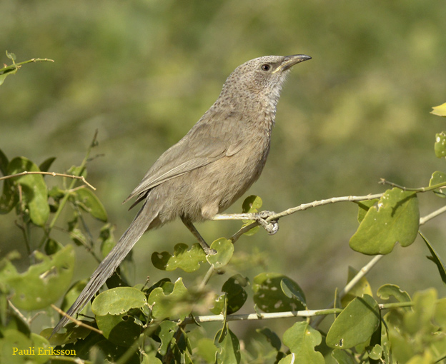 Arabiantimali-303-5713.jpg