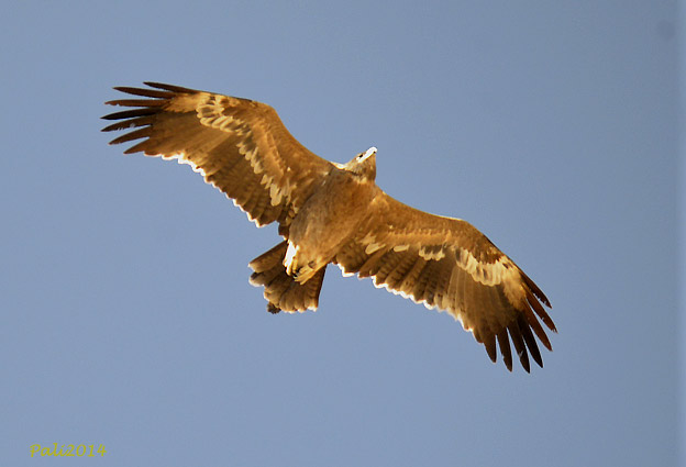 Arokotka-4981.jpg