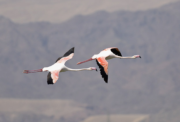 Flamingo-31.3-6761.jpg