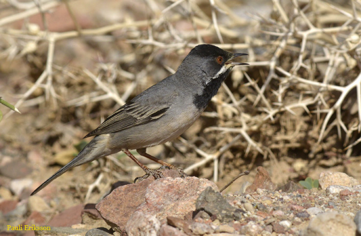 Mkustakurkkukerttu-5863.jpg