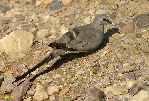 Naamiokyyhky-64-8822.jpg