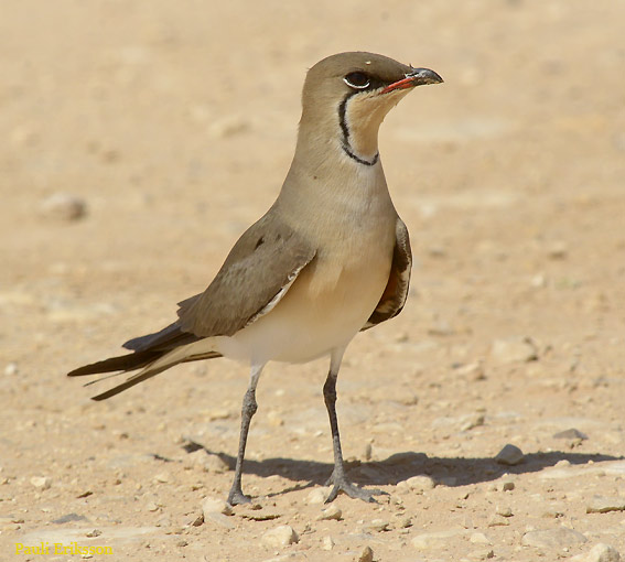 Kahlaajap-54-8358.jpg
