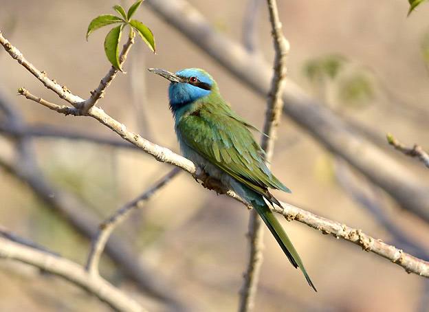 Pikkumehilais-84-9173.jpg