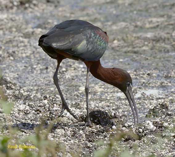 Pronssi-iibis-54-8483.jpg
