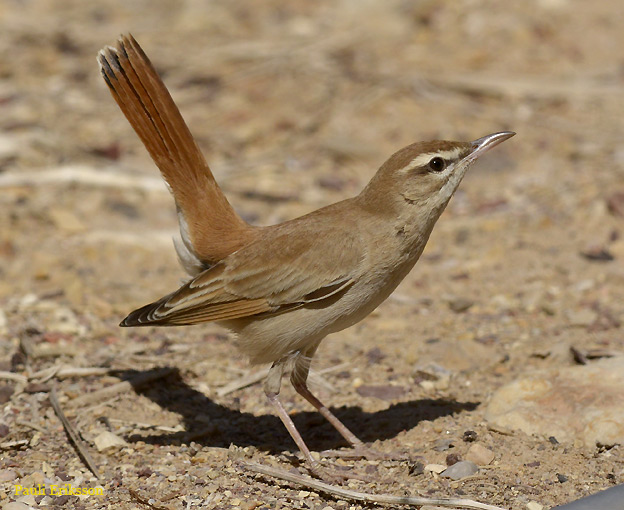 Ruostepyrsto-44-8196.jpg