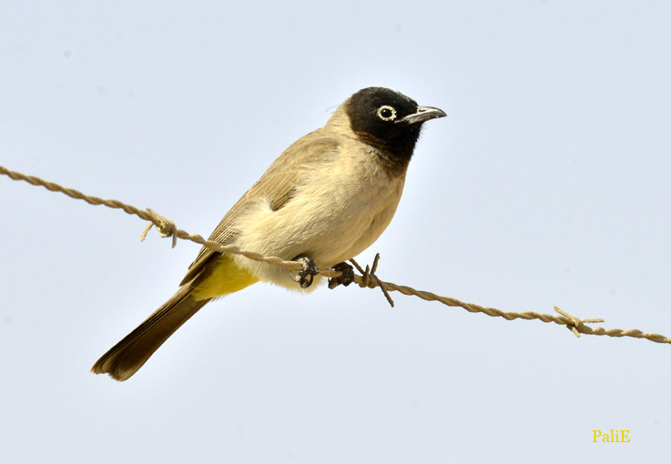 Bulbuli-1003-0083.jpg