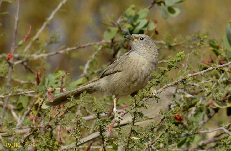 Arabiantimali-1003-0434.jpg