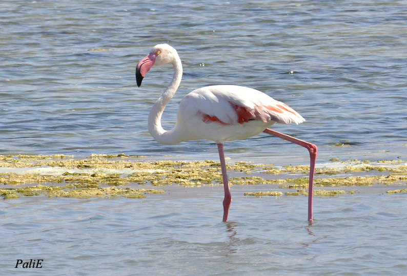 Flamingo-1803-2173.jpg