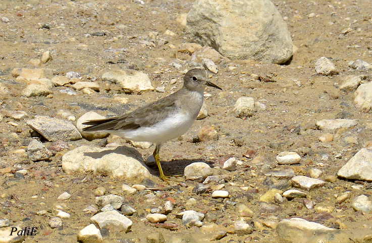 Lapinsirri-0311.jpg