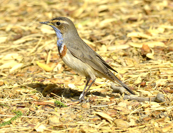 Sinirinta-3003-1273.jpg