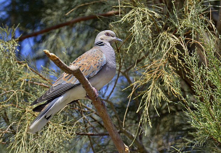 Turturikyyhky-2103-3645.jpg
