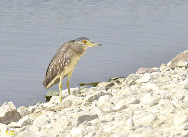 Yohaikara-1003-0253.jpg