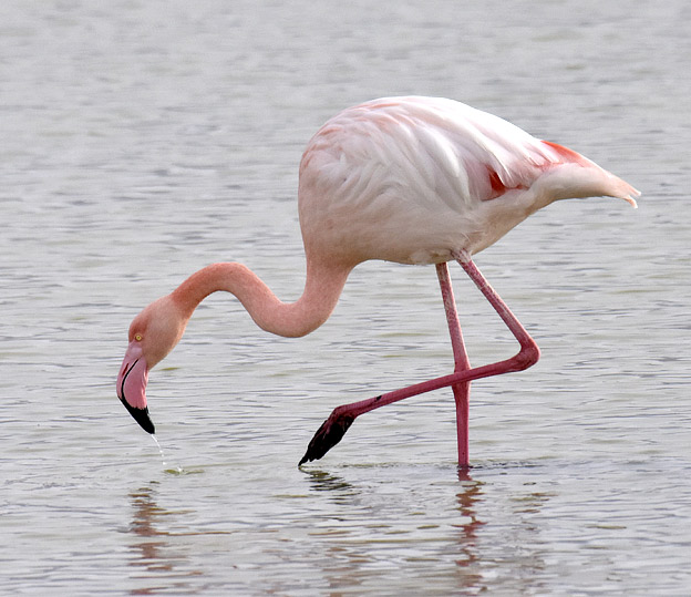 Flamingo-6854.jpg