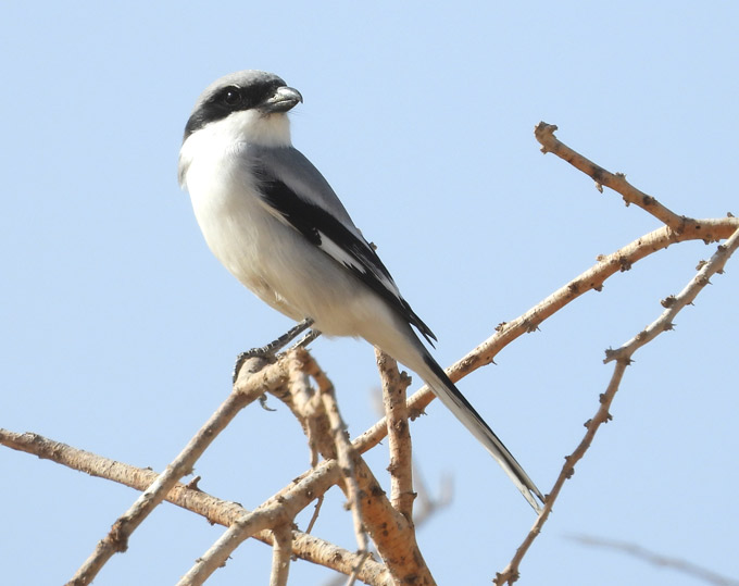 Mustaotsa-0393.jpg