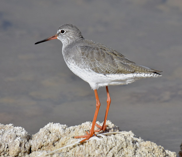 Punajalka-7151.jpg