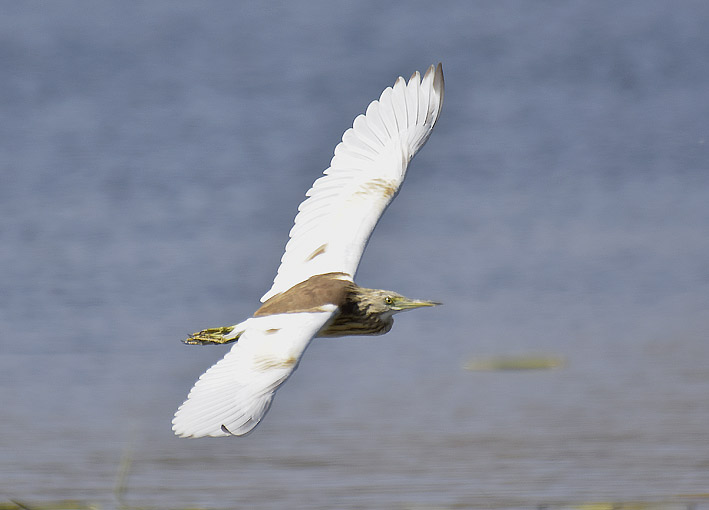 R&auml;&auml;kk&auml;h-7712.jpg