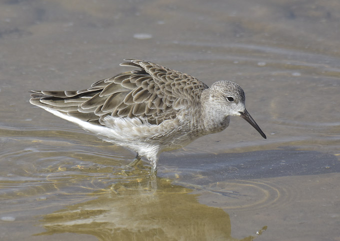 Suokukko-7622.jpg