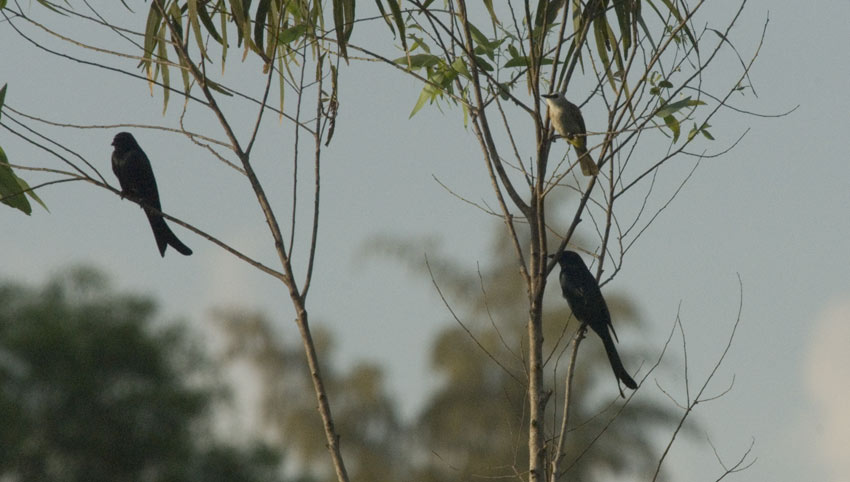 Drongo-9021.jpg