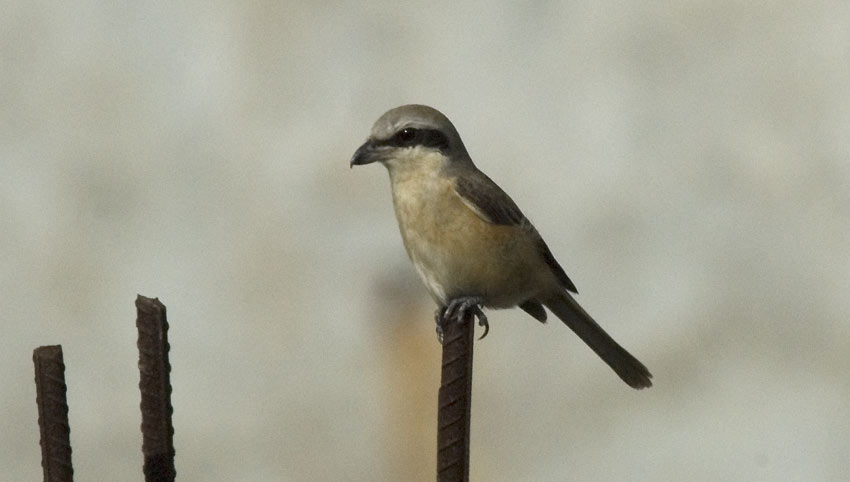 Gb-shrike-8783.jpg